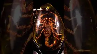 Scorpio in Amber