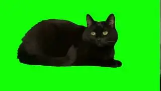 Black Cat isolated on green screen