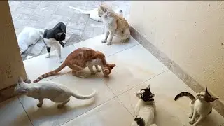 Funniest Cats Clips 2025 😺🐈 Part 5 | Funny cat videos 2025 | Funny cat videos