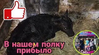 Будни Деревенщины в Сибири радости и разочарования
