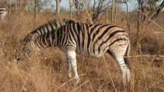 Kruger National Park Highlights