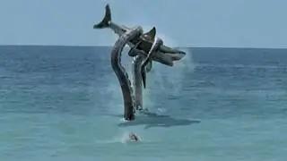 Giant octopus attacks shark!