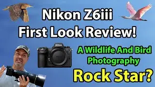 Nikon Z6iii Review For Wildlife And Bird Photographers (First Look Review!)