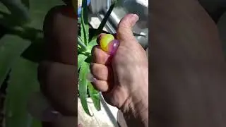 SLO MO pops MINIs