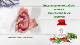 Восстановление работы почек и мочевыводящей системы   -TaVie@NEPHRO (Тави Нефро)