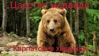 Царство медведя. Карпатские хищники.
