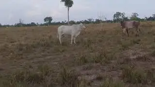 Fim De Tarde Na Fazenda🏡
