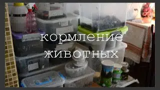 КОРМЛЕНИЕ ЖИВОТНЫХ/ улитки, пауки, змеи