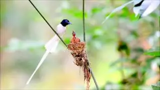 Райская мухоловка | Terpsiphone paradisi | Indian paradise flycatcher