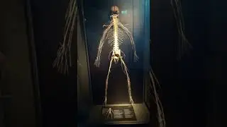 What The Nervous System Really Looks Like 😱 