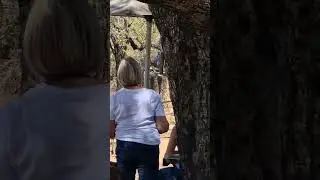 Leopard Jumps off fence near visitors at Nkuhlu Picnic Site, Kruger National Park, South Africa