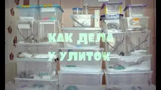 ВСЕ МОИ УЛИТКИ?? / обновления у улиток / кто где живет/ как дела у улиток