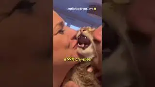 🐱Как Коты Терпят Наши Поцелуи😄
