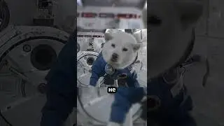Что происходит с животными в невесомости? 🐱🐶🐭🐸