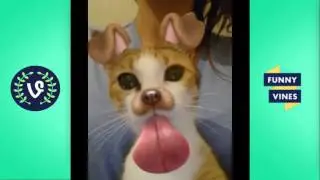 Funny Cats Compilation Most See Funny Cat Videos Ever Funny Vines