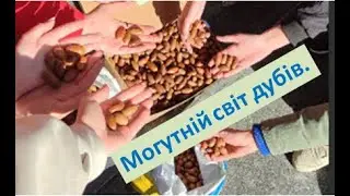 Могутній світ дубів. #ліс #природаукраїни #дуб
