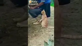 Кот пьёт молоко из под коровы)