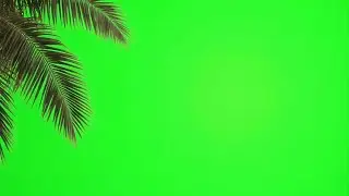Tropical leaves green screen footage | Palm tree branches green screen