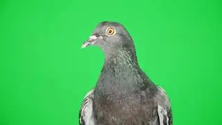 Close Up Dove On The Green Screen 4k | By Creator Stockify
