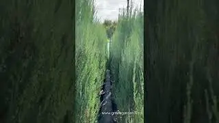 Можжевельник скальный Blue Arrow (Блу Эрро)