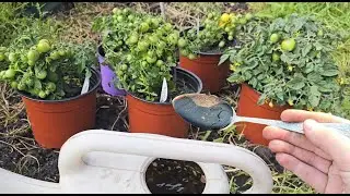 1 ложку в лейку и земля как новая, плодородная и даст урожай тоннами на следующий год