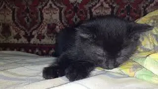 кушает, какает и спит