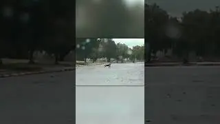Койот Против Гуся