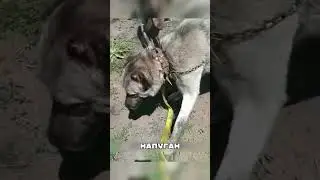 Волчонок прижался к алабайке 😭🐺🐕
