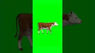 Cow Walking green screen animation video 