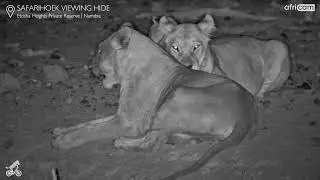 Lion Cubs at Safarihoek Viewing Hide