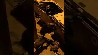 ЗАБАВНЫЕ ЖИВОТНЫЕ. КАБАНЫ РОЮТСЯ В МУСОРНОМ БАКЕ. СМЕШНОЕ ВИДЕО.УДИВИТЕЛЬНЫЕ ЖИВОТНЫЕ. ПЛАНЕТА ЗЕМЛЯ