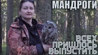 Выпуск лебедя, цапель, совы, куницы и енотовидных собак в Мандрогах