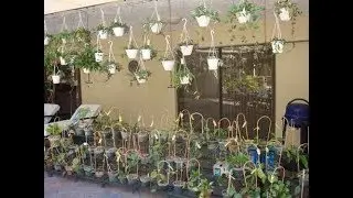 Hoya plant Gardening Ideas