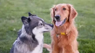 Husky Reunites with Best Friend After 2 years apart!
