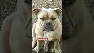 Сладкий и его дети 🚸!#буллиейск