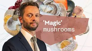 Adam Bayes | Could ‘magic’ mushrooms become medical mushrooms?