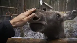 Лосята Веста и Авось, Мандроги. Зима близко.