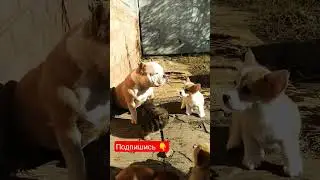 Тётя Бусинка и детский сад. 