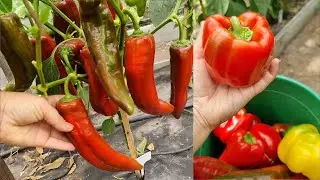 2 ДЕЙСТВИЯ и плоды у ПЕрЦа будут наливаться и созревать быстрее 🫑🌶