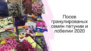 Посев гранулированных семян петунии и лобелии 2020