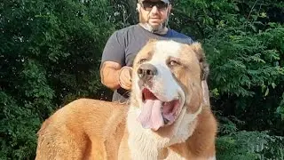 НовЫЙ УРОВЕНЬ...ВОЛКОДАВЫ ГИГАНТЫ...116 КГ... ПИТОМНИК Тамаза...Giant wolfhounds...