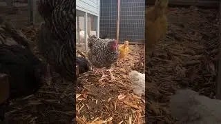 The chicks are getting so big #backyardchickens #viralshorts #shorts