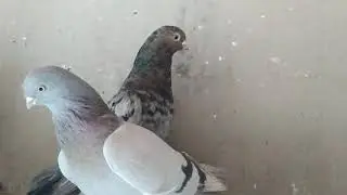 Бойные голуби. Грузия, Тбилиси 08.01.20 Roller Pigeons