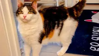 I adopted a cat named Elie and this is her story. Part 1 ❤️