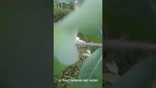 #viral grebek pasangan mesum di kebun/terciduk