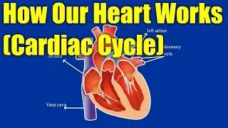 How Our Heart Works - (Cardiac Cycle)- explains how our human heart works | Animated video