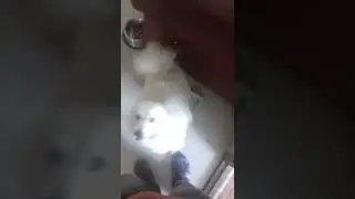 dog lover 
