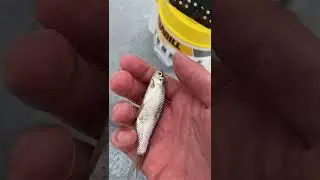 This $1 Ice Fishing Tip-Up Works? 😳 (Massachusetts Ice Fishing 2022)