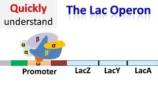 The Lac operon | Regulation of gene expression