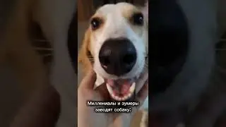 Поколения и их питомцы! #зумеры #альфа #собачки #роботы #pedro #животные #миллениалы #питомцы #юмор